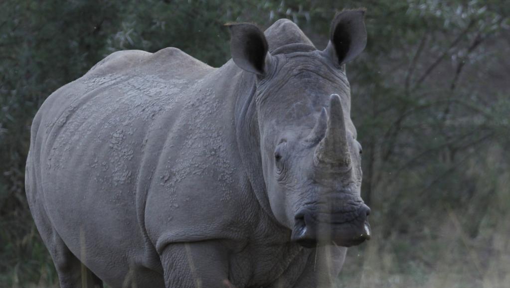 AFRIQUE DU SUD : des bons résultats dans lutte contre le braconnage de rhinocéros 