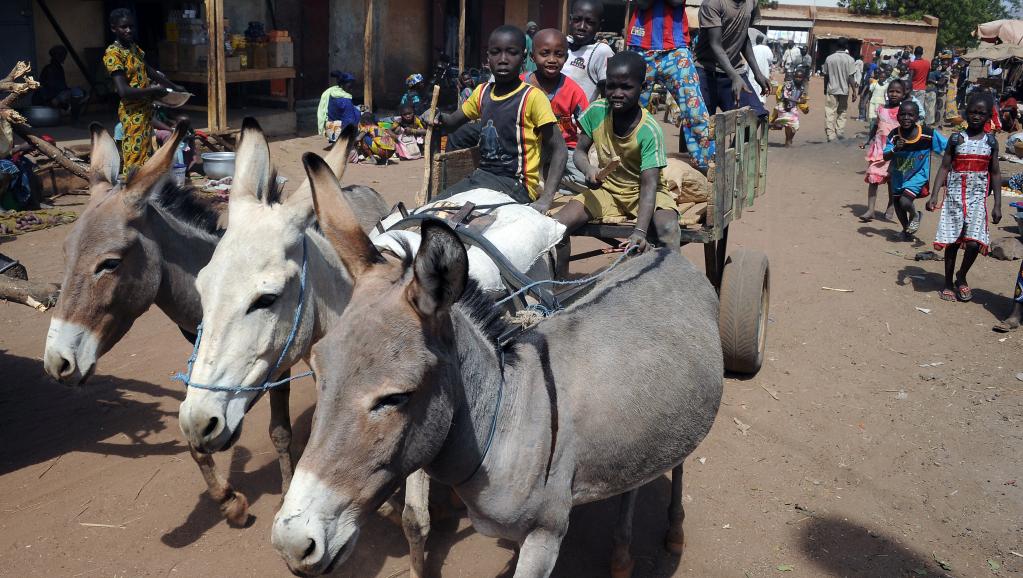 MALI : trafic illégal de viande d’âne en hausse dans le pays