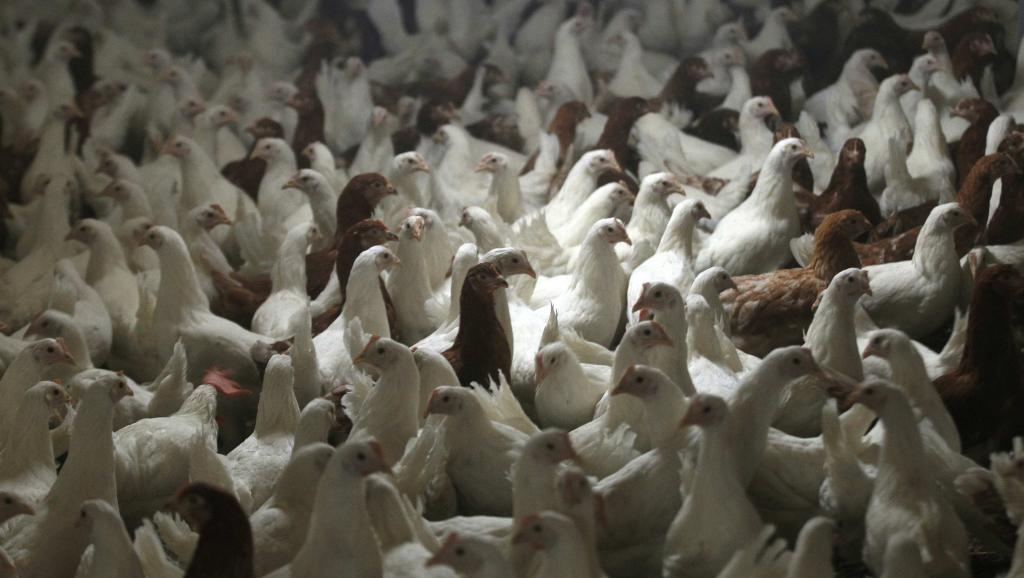CAMEROUN : les lourdes conséquences économiques de l’épidémie de grippe aviaire